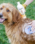 Hands hold the mango shampoo and use a purple bath brush to work lather into a curly coated dog on green grass. The bottle is visible near the dog’s back while foam builds on the coat.