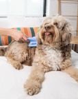 A hand uses a blue We Love Doodles slicker brush on a fluffy dog during home grooming with the logo visible on the brush head.