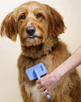 A person uses a blue small slicker brush on a tan long haired dog. The bent pins are visible while grooming against a neutral beige background.