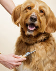Tan long haired dog being groomed on the chest with a metal dematting rake that has a wood handle. A hand holds the tool while the dog looks happy with mouth open.