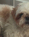 Whitening Dog Shampoo