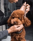 Handler steadies a small curly brown dog while holding curved rose gold scissors near the ear in a grooming studio.