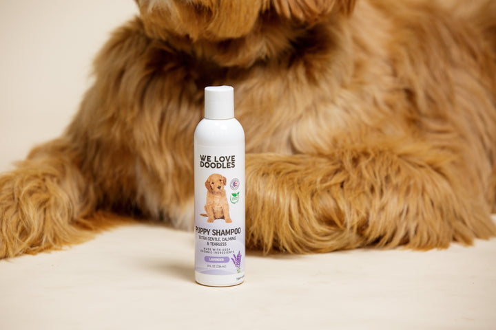 Bottle of We Love Doodles 4-in-1 lavender and chamomile hypoallergenic dog shampoo placed beside a fluffy doodle puppy, showcasing one of the best natural dog shampoos for sensitive skin