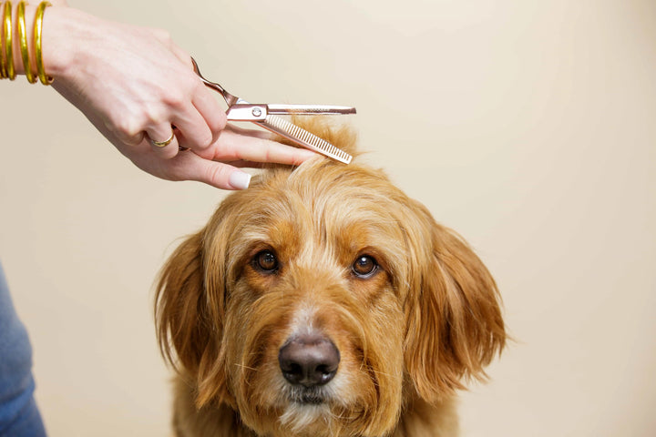 Dog Grooming Prices & What Affects Cost