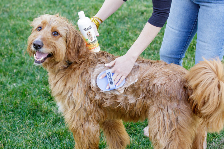 Dog Grooming Guide: Tools, Costs, and Tips for Every Breed