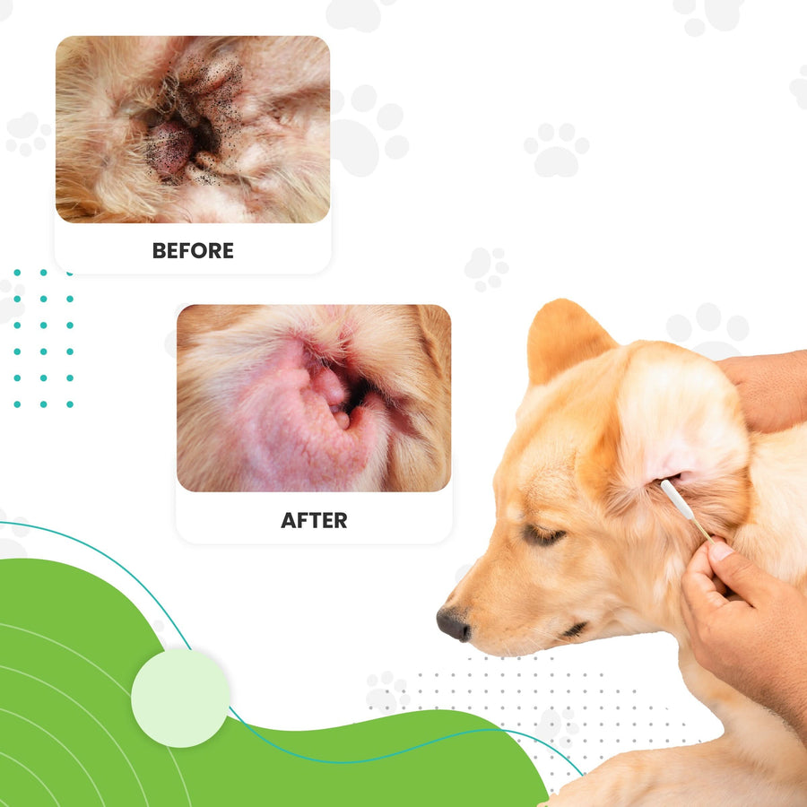 Photo shows a person gently swabbing a dogs outer ear. Inset images label a dirty ear before and a cleaner ear after to show visible improvement.