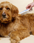 Hand holding a blue and white comb while brushing the back of a long haired brown dog lying on a light surface.