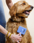 A person brushes a shaggy dog with a blue slicker brush. The square pad and long bent metal pins are visible near the shoulder.