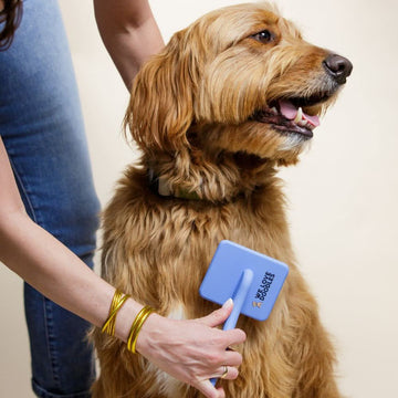 A person brushes a shaggy dog with a blue slicker brush. The square pad and long bent metal pins are visible near the shoulder.