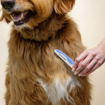 Close view of a hand using a blue and white We Love Doodles comb with long stainless steel pins on a fluffy brown dog’s chest.
