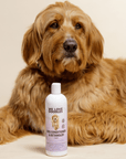 A full bottle of We Love Doodles conditioner sits on the floor while a large curly coated dog lounges behind it in a neutral room setting.