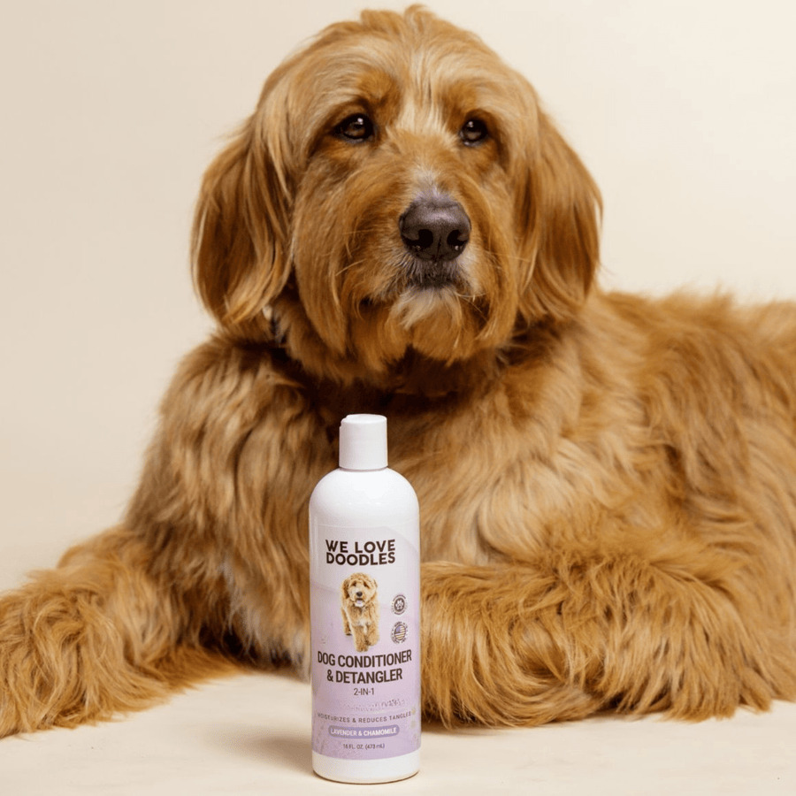 A full bottle of We Love Doodles conditioner sits on the floor while a large curly coated dog lounges behind it in a neutral room setting.