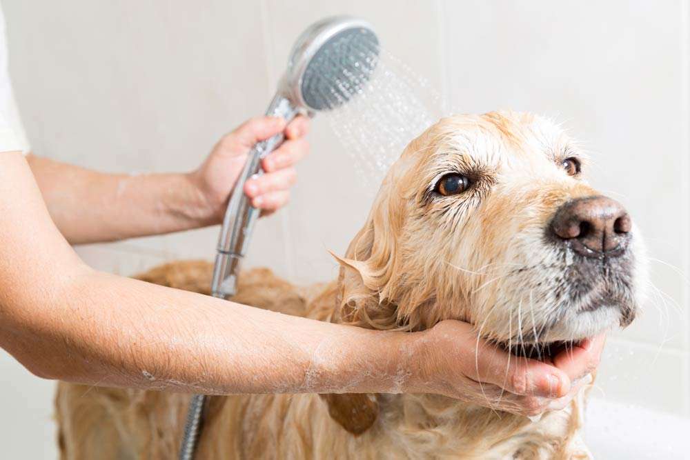 Rinse