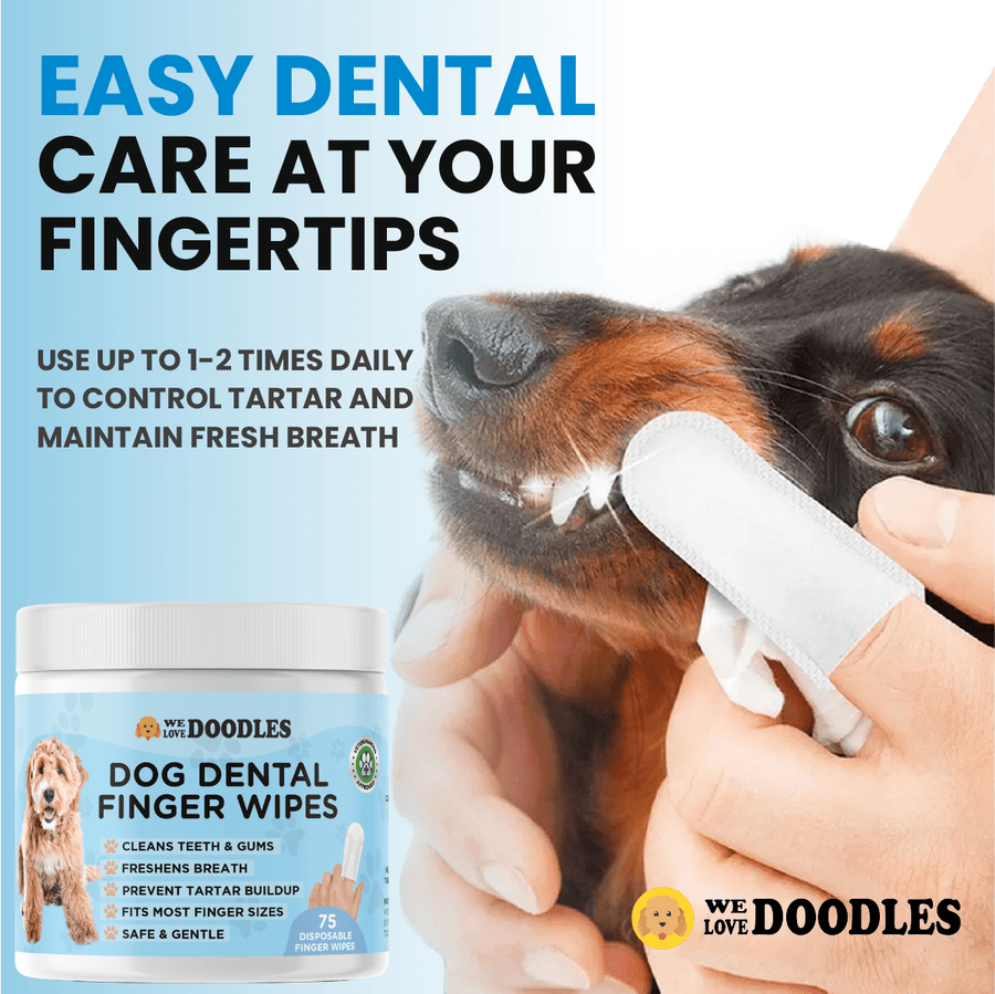 Close view of a dachshund as a person gently wipes the front teeth with a white finger wipe. Text says easy dental care at your fingertips and to use 1 to 2 times daily.
