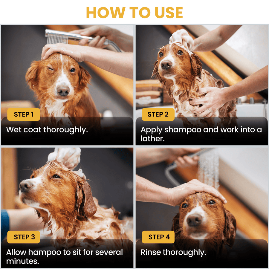 Photo grid shows wet coat, apply shampoo and lather, let the shampoo sit, and rinse thoroughly. Hands wash a brown dog in a grooming sink with spray nozzle.