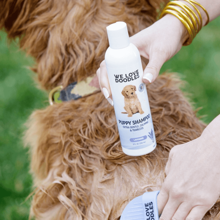 A person holds a white Puppy Shampoo bottle next to a brown curly coated dog standing on grass. A second hand holds a gray brush near the coat.