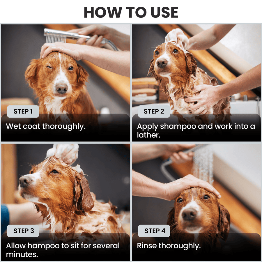Four photo panels show the bath steps. Wet the coat, apply shampoo and lather, let it sit for several minutes, then rinse thoroughly. Hands are visible washing and rinsing the dog.