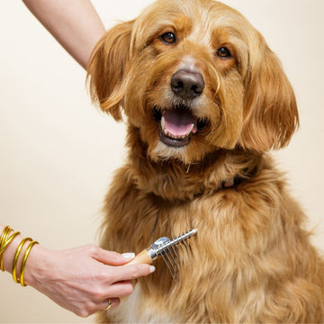 Tan long haired dog being groomed on the chest with a metal dematting rake that has a wood handle. A hand holds the tool while the dog looks happy with mouth open.