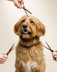 A brown long haired dog sits on a beige backdrop while three hands hold rose gold grooming scissors near its fur.