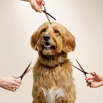 A brown long haired dog sits on a beige backdrop while three hands hold rose gold grooming scissors near its fur.