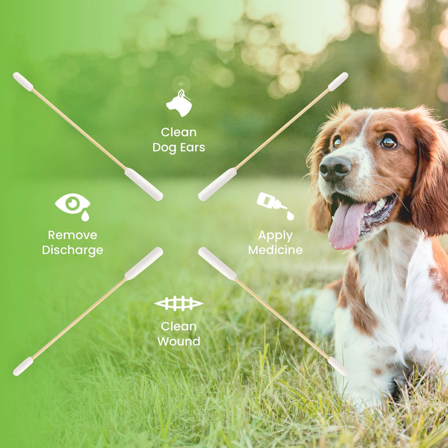 Dog sitting on grass with four long swabs and icons that show clean ears, remove discharge, apply medicine, and clean minor wounds.