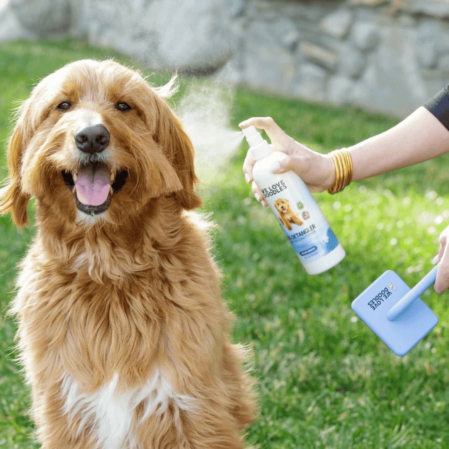 Golden curly coated dog sits on grass while a hand mists the detangler bottle. A blue slicker brush is ready for grooming next to the dog.