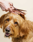 Close view of a hand cutting ear hair with rose gold straight scissors on a golden dog against a beige background.