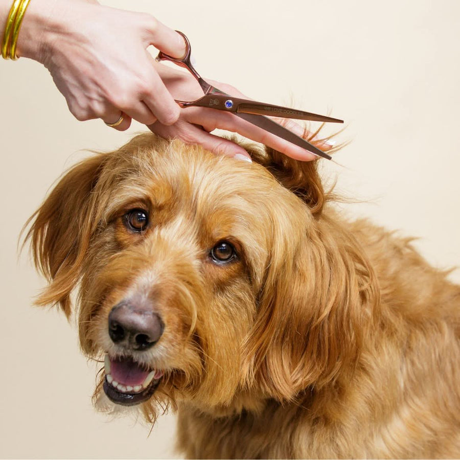 Close view of a hand cutting ear hair with rose gold straight scissors on a golden dog against a beige background.