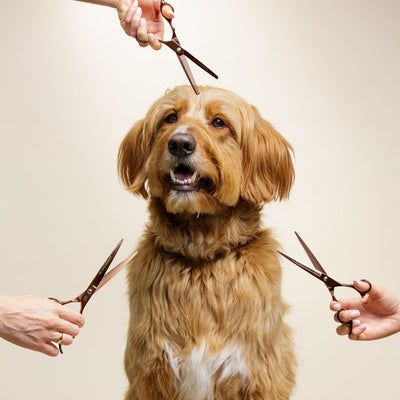 Grooming Scissors