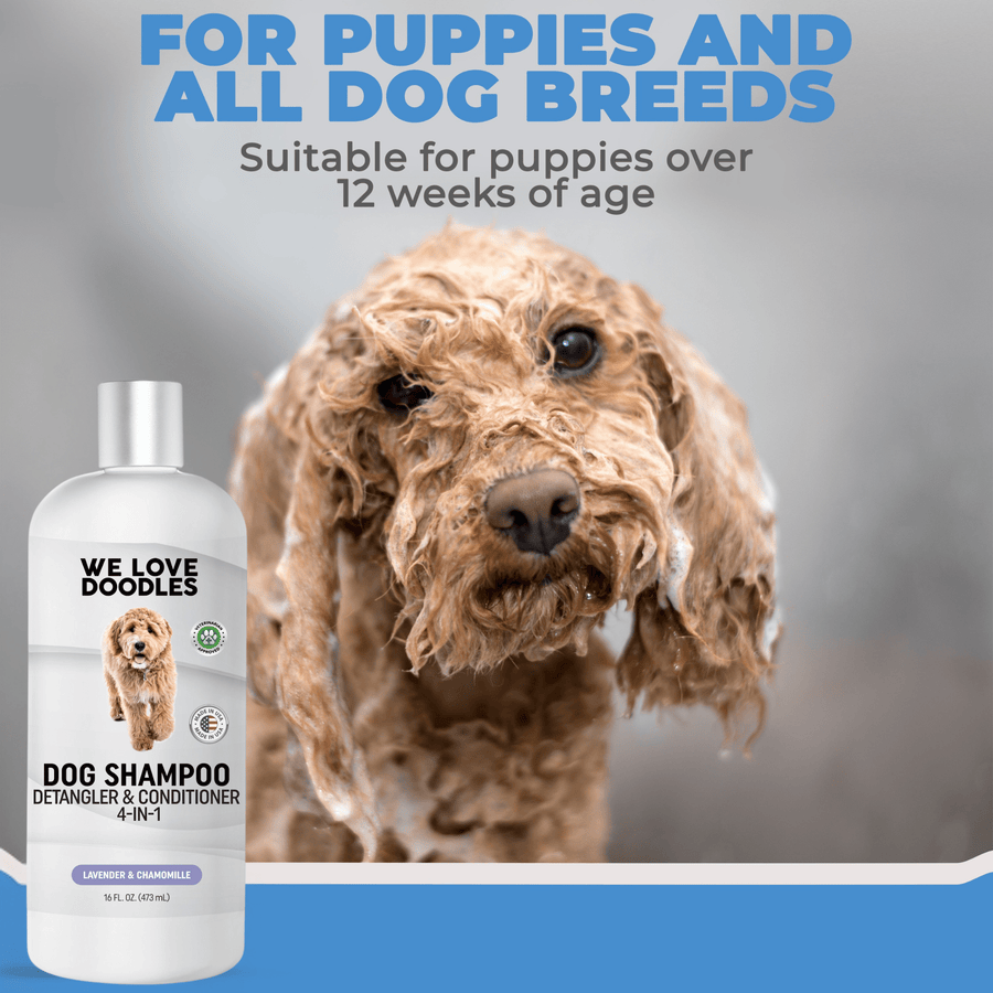 Close view of a wet curly coated dog next to a We Love Doodles shampoo bottle. Text notes suitable for puppies over 12 weeks of age.