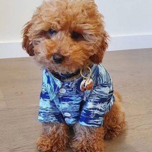 blue shirt cavapoo puppies