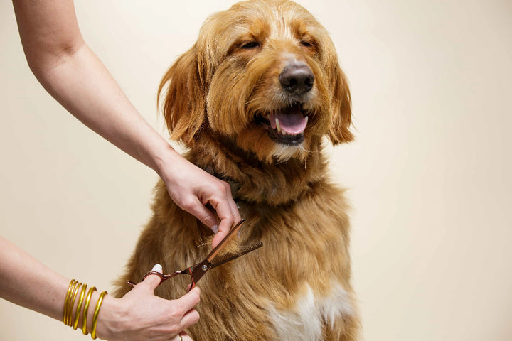 woman grooming aggressive dog using a scissor