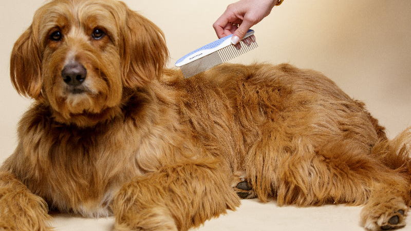 Brushing & Combing