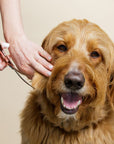 Grooming Scissors - We Love Doodles