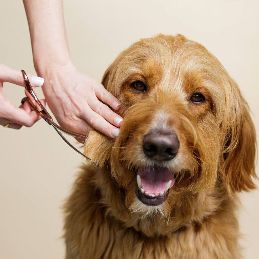 Grooming Scissors - We Love Doodles