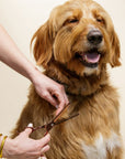 Grooming Scissors - We Love Doodles
