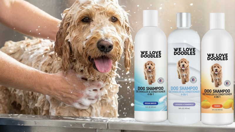 Shampoo