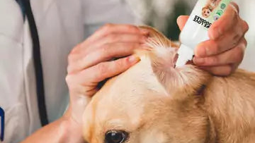 Ear Care