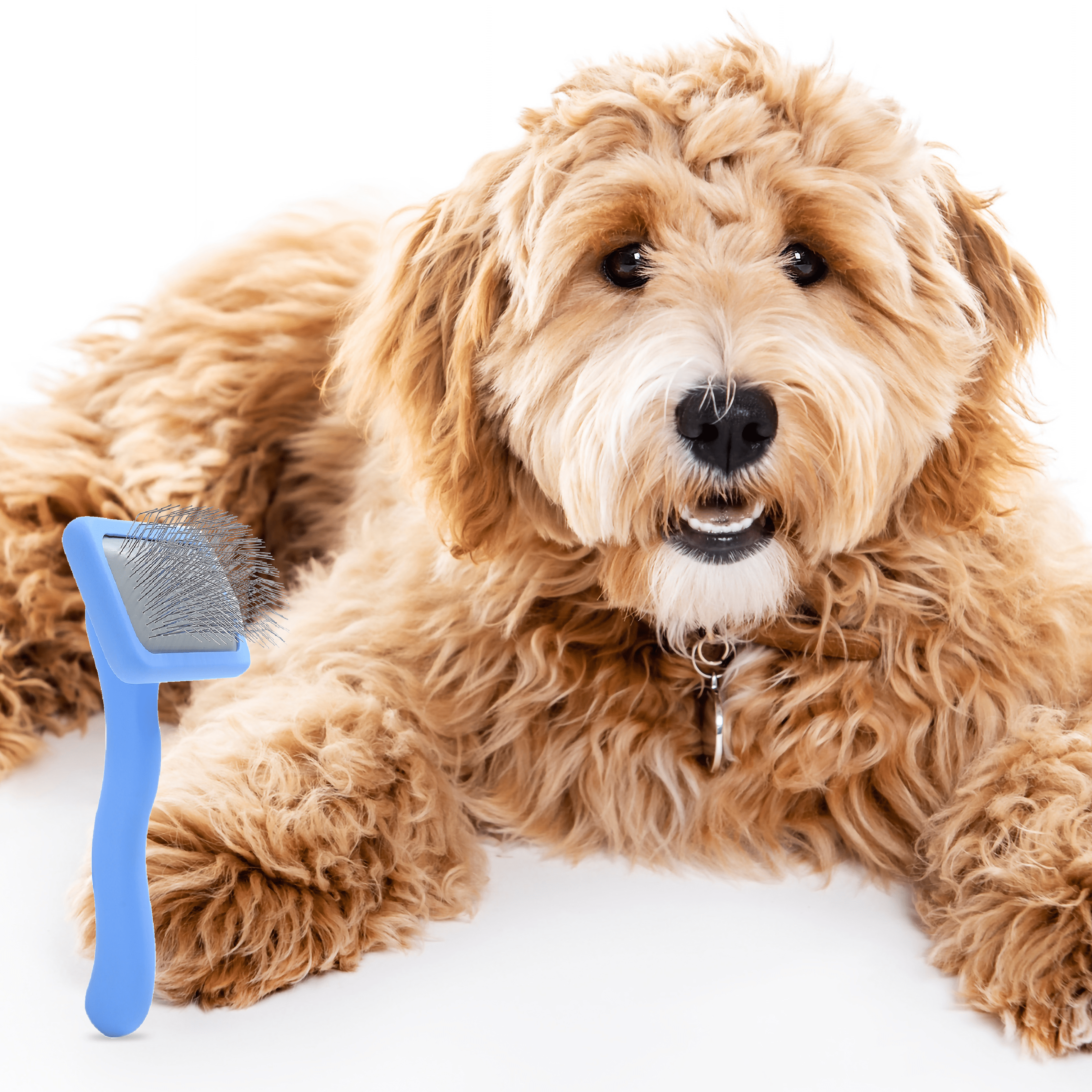 Best Small Slicker Brush for Dogs | Puppies & Small Breeds – We Love ...