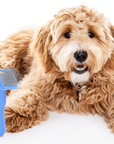 A fluffy tan doodle lies on a white studio background next to a blue slicker brush. Long bent pins are visible on the brush head.