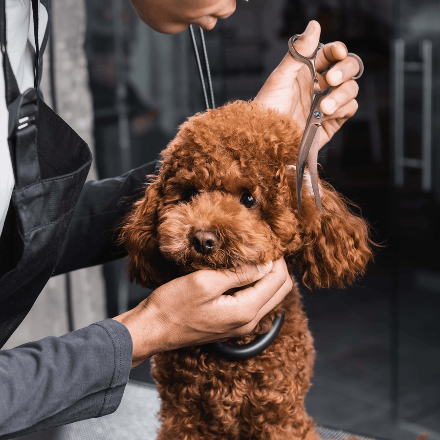 Handler steadies a small curly brown dog while holding curved rose gold scissors near the ear in a grooming studio.