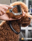 Professional setting where hands use the dematting rake on the head of a small curly coated brown dog.