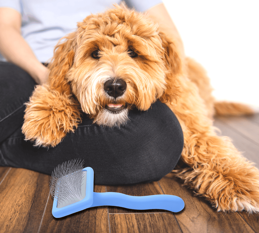 A tan doodle rests against a person on a wood floor while a blue slicker brush lies nearby ready for home grooming.